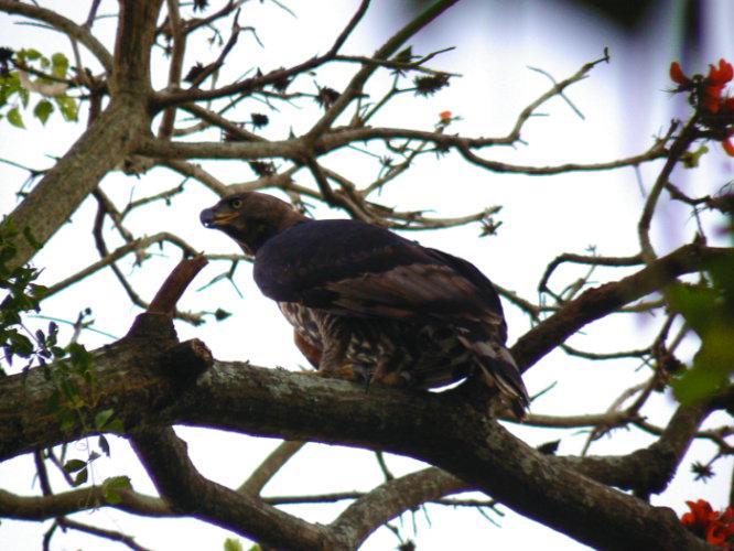 Loerie Hide Bed & Breakfast East London Bagian luar foto